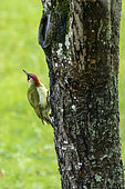Green Woodpecker (Picus viridis), Male on a Mirabelle tree in winter, Country garden, Lorraine, France