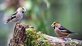Hawfinch (Coccothraustes coccothraustes), Male (right) and female (left) on a mossy stump in winter, Country garden, Lorraine, France