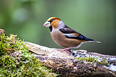 Hawfinch (Coccothraustes coccothraustes), Male on a mossy stump in winter, Country garden, Lorraine, France