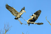 Grey Heron (Ardea cinerea) Adult in flight quarrelling for possession of nesting territory in late winter, Banks of the Meurthe, Lorraine, France