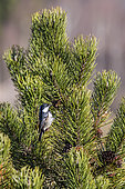 Coal Tit (Periparus ater) on top of a black pine in winter, Country garden, Le Tholy area, Vosges, France
