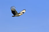 Palm-nut Vulture (Gypohierax angolensis) in flight, Casamance, Senegal