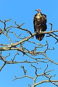 Hooded Vulture (Necrosyrtes monachus) on a branch, Casamance, Senegal