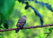 Blue-spotted wood dove (Turtur afer) on a branch, Casamance, Senegal