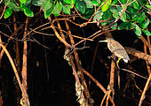 Striated Heron (Butorides striata atricapilla) juvenile in mangrove, Casamance, Senegal