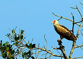 Palm-nut Vulture (Gypohierax angolensis) on a branch, Casamance, Senegal