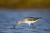 Common Greenshank (Tringa nebularia) feeding in water, Morbihan's gulf, Brittany, France