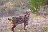 Iberian Lynx (Lynx pardinus), male, Juvenile walking, Sierra de Andújar Natural Park, Sierra de Andújar, Sierra Morena, Andalusia, Spain