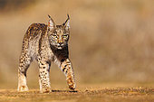 Iberian Lynx (Lynx pardinus) walking, Finca de Penalajo, Private property supporting the protection of the lynx, Castilla, Spain