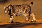 Iberian Lynx (Lynx pardinus) stalking, Finca de Penalajo, Private property supporting the protection of the lynx, Castilla, Spain