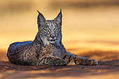 Iberian Lynx (Lynx pardinus) at rest, Finca de Penalajo, Private property supporting the protection of the lynx, Castilla, Spain