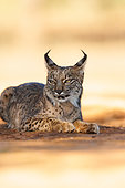 Iberian Lynx (Lynx pardinus) at rest, Finca de Penalajo, Private property supporting the protection of the lynx, Castilla, Spain