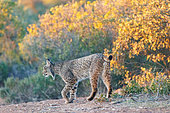 Iberian Lynx (Lynx pardinus) walking, Finca de Penalajo, Private property supporting the protection of the lynx, Castilla, Spain