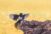 European Magpie (Pica pica) on a stump, Penalajo, Castilla, Spain
