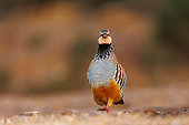 Red Partridge (Alectoris rufa), walking on the ground, Penalajo, Castilla, Spain