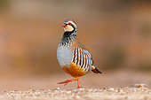 Red Partridge (Alectoris rufa), walking on the ground, Penalajo, Castilla, Spain