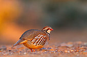 Red Partridge (Alectoris rufa), on the ground, Penalajo, Castilla, Spain