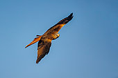 Red Kite (Milvus ilvus), in flight, Penalajo, Castilla, Spain