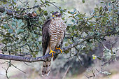European Sparrowhawk (Accipiter nisus), perched on a tree, Penalajo, Castilla, Spain
