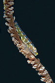 Loki Whip Goby (Bryaninops loki) on Whip Coral (Alcyonacea order), Bio Rock dive site, Pemuteran, Bali, Indonesia