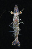 Free-swimming Long Arm Prawn (Heteropenaeus longimanus), night dive, Mimpi Channel dive site, near Menjangan Island, Bali, Indonesia