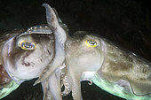 Mating pair of Broadclub Cuttlefish (Sepia latimanus), Post 1 dive site, Menjangan Island, Bali, Indonesia