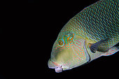 Geographic Wrasse (Anampses geographicus), Mimpi Channel dive site, near Menjangan Island, Bali, Indonesia