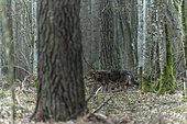 Eurasian wolf (Canis lupus lupus) inside forest, Bialowieza Forest UNESCO World Heritage Site, Poland, Europe.