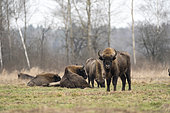 Group of European bison (Bison bonasus) one standing and others and young lying in agricultural field near forest, Bialowieza Forest UNESCO World Heritage Site, Poland, Europe.