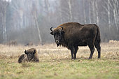 European bison (Bison bonasus) standing and young lying in agricultural field near forest, Bialowieza Forest UNESCO World Heritage Site, Poland, Europe.