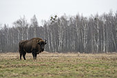 European bison (Bison bonasus) in agricultural field, standing before birch forest, Bialowieza Forest UNESCO World Heritage Site, Poland, Europe.