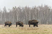 Group of European bison (Bison bonasus) lying in agricultural field near forest, Bialowieza Forest UNESCO World Heritage Site, Poland, Europe.