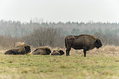 Group of European bison (Bison bonasus) standing in agricultural field near forest, Bialowieza Forest UNESCO World Heritage Site, Poland, Europe.
