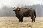 European bison (Bison bonasus) standing in agricultural field near forest, Bialowieza Forest UNESCO World Heritage Site, Poland, Europe.