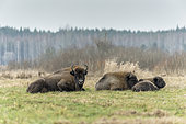 Two adult European bison (Bison bonasus) and one young lying in agricultural field near forest, Bialowieza Forest UNESCO World Heritage Site, Poland, Europe.