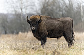 European bison (Bison bonasus) in agricultural field, standing before birch forest, Bialowieza Forest UNESCO World Heritage Site, Poland, Europe.
