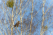 White-tailed Eagle (Haliaeetus albicilla) juvenile on branch in birch forest, Bialowieza Forest UNESCO World Heritage Site, Poland, Europe.