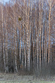 Birch forest, Bialowieza Forest UNESCO World Heritage Site, Poland, Europe.