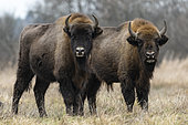 Couple of European bison (Bison bonasus) in agricultural field near forest, Bialowieza Forest UNESCO World Heritage Site, Poland, Europe.