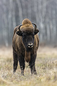 European bison (Bison bonasus) in agricultural field near forest, Bialowieza Forest UNESCO World Heritage Site, Poland, Europe.