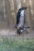 Common buzzard (Buteo buteo) in flight. It is a medium-to-large bird of prey which has a large range covering most of Europe and extends into Asia. Bialowieza Forest UNESCO World Heritage Site, Poland, Europe.