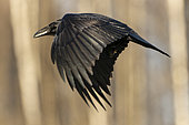 Raven (Corvus corax) flying in meadow. Bialowieza Forest UNESCO World Heritage Site, Poland, Europe.