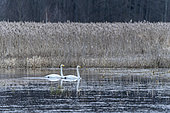 Whooper Swans (Cygnus cygnus) on small lake, near Bialowieza Forest UNESCO World Heritage Site, Poland, Europe.