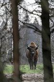 European bison (Bison bonasus) in between trees near forest, Bialowieza Forest UNESCO World Heritage Site, Poland, Europe.