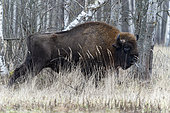 European bison (Bison bonasus) in agricultural field near forest, Bialowieza Forest UNESCO World Heritage Site, Poland, Europe.