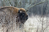 European bison (Bison bonasus) in agricultural field near forest, Bialowieza Forest UNESCO World Heritage Site, Poland, Europe.