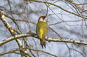 European green woodpecker male (Picus viridis) is a large green woodpecker with a bright red crown and a black moustache. Bialowieza Forest UNESCO World Heritage Site, Poland, Europe.