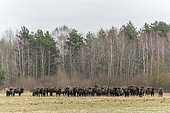 Herd of European bison (Bison bonasus) in agricultural field near forest, Bialowieza Forest UNESCO World Heritage Site, Poland, Europe.