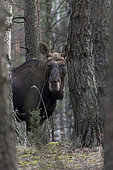 Moose male (Alces alces) near forest, Bialowieza Forest UNESCO World Heritage Site, Poland, Europe.