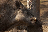 Wild Boar (Sus scrofa) rubbing against a trunk, Bayerischerwald, Germany
